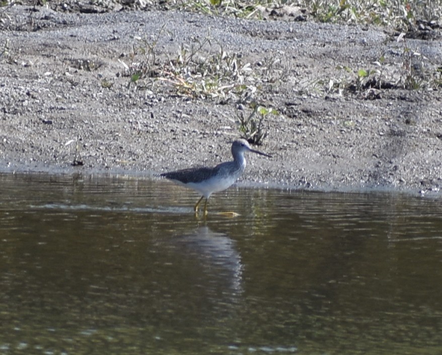 Lesser/Greater Yellowlegs - ML641943308