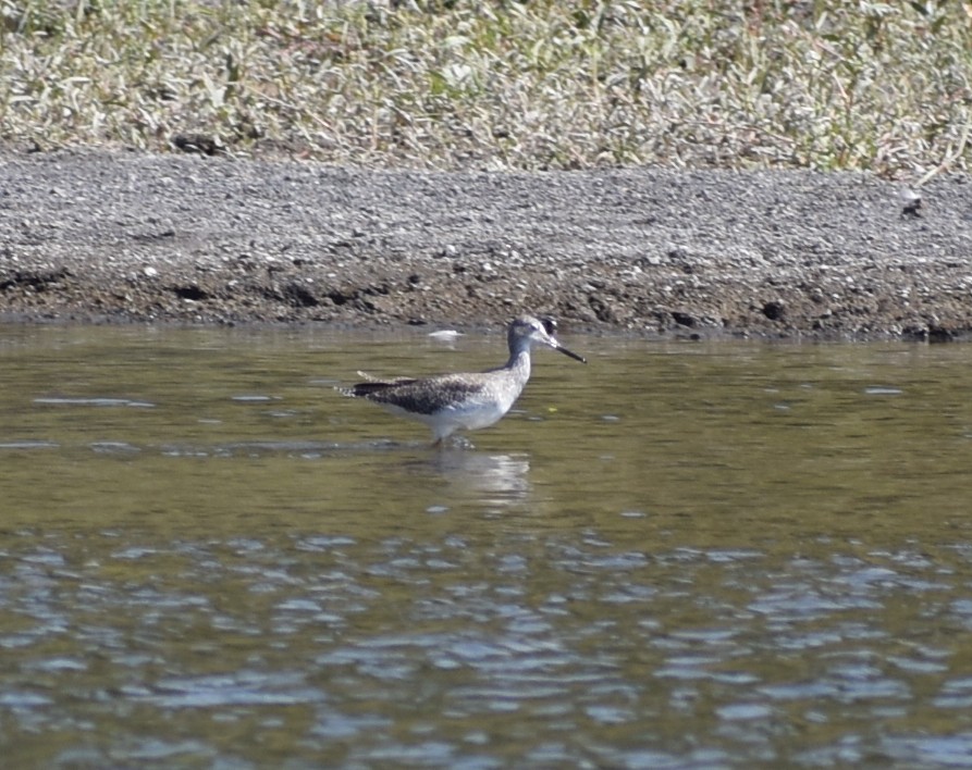 Lesser/Greater Yellowlegs - ML641943309