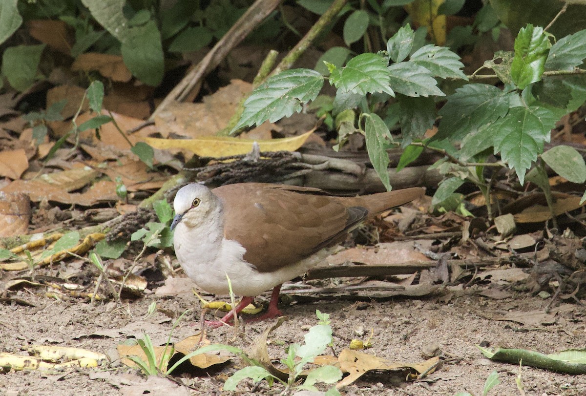 Pallid Dove - ML641943322