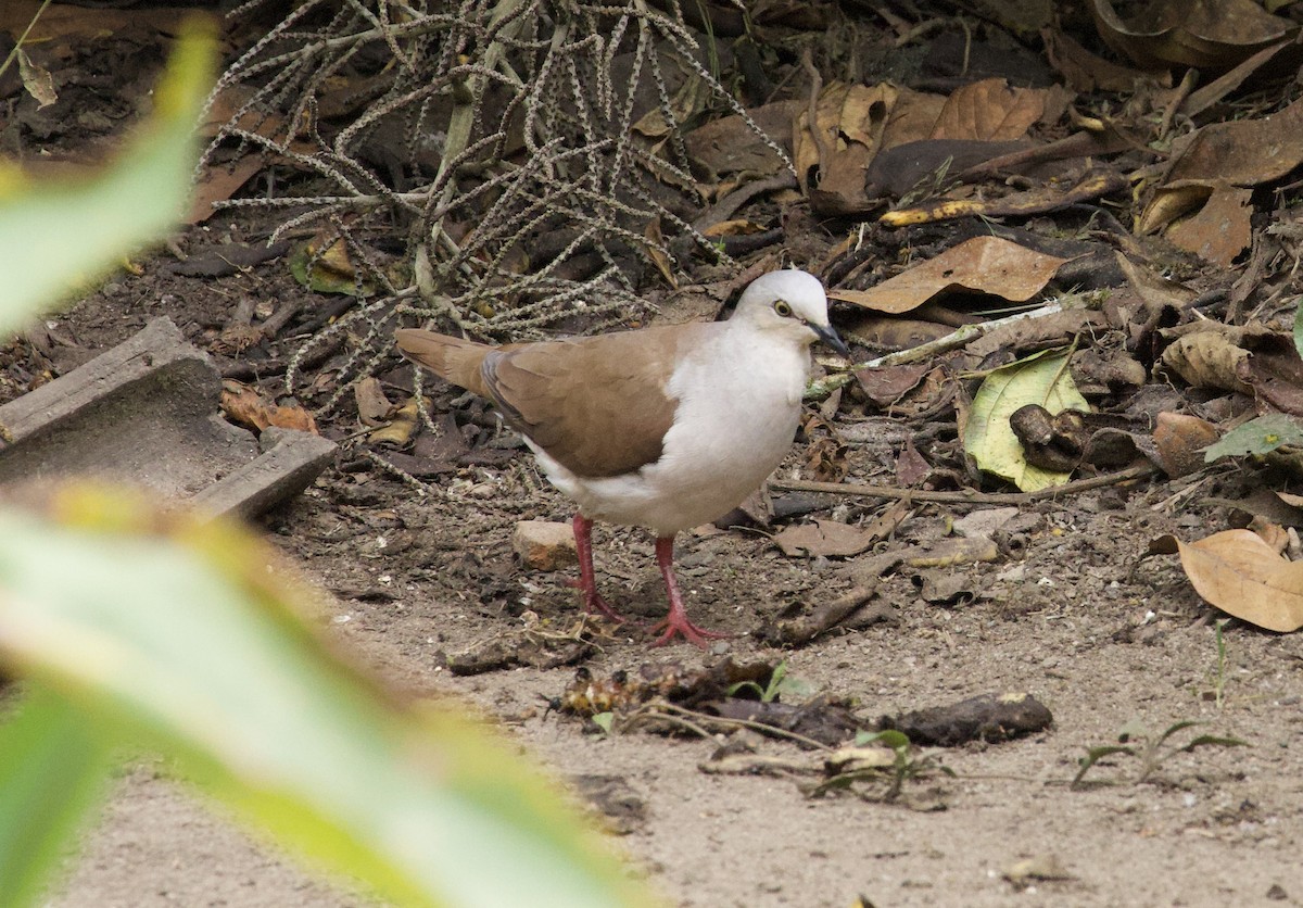 Pallid Dove - ML641943323