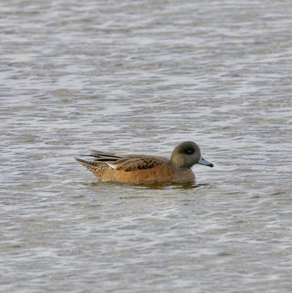American Wigeon - ML641943329