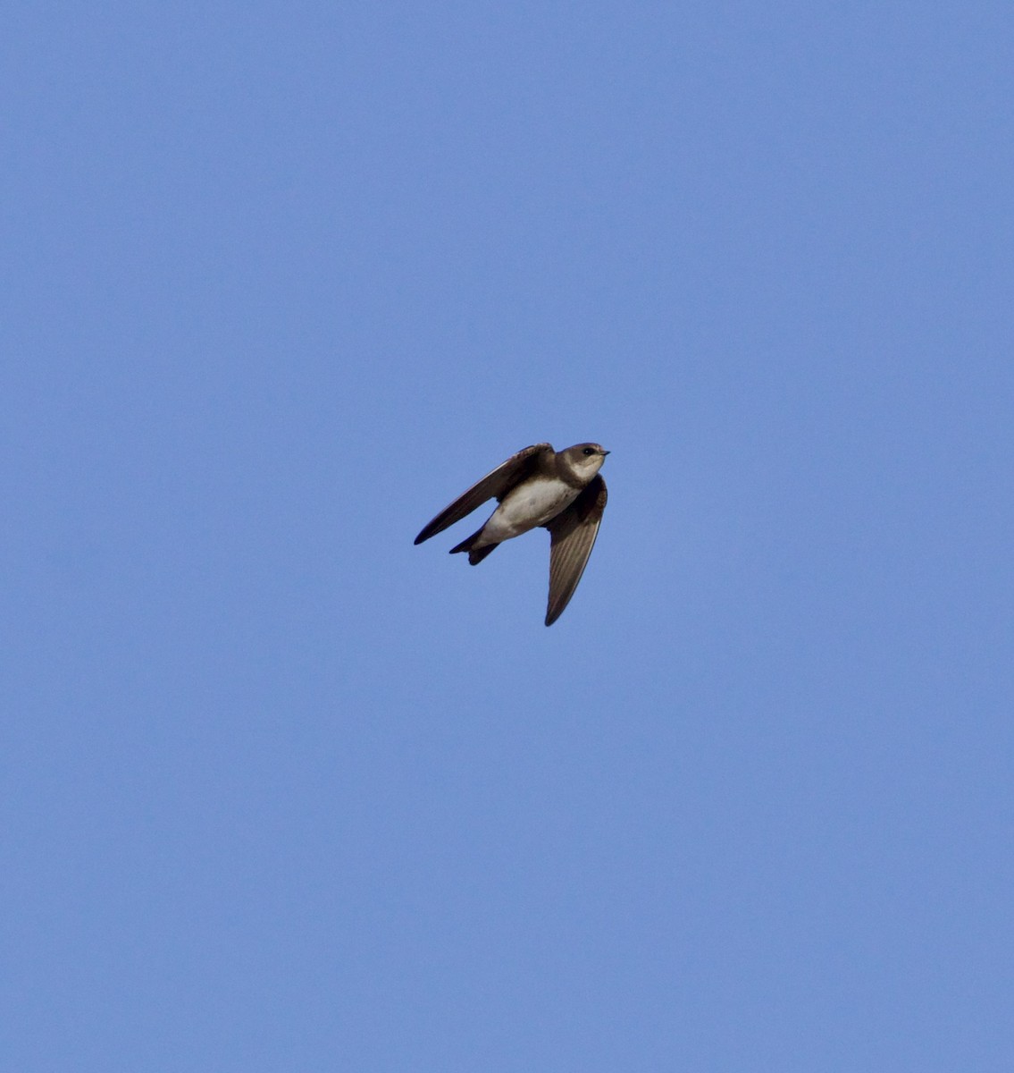 Bank Swallow - ML641943333