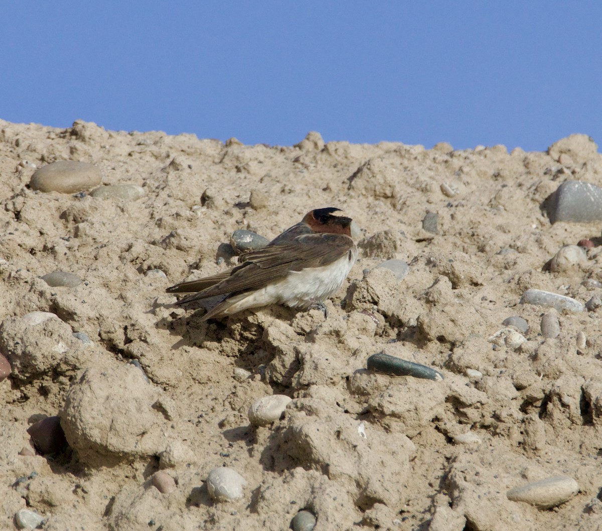 Cliff Swallow - ML641943339