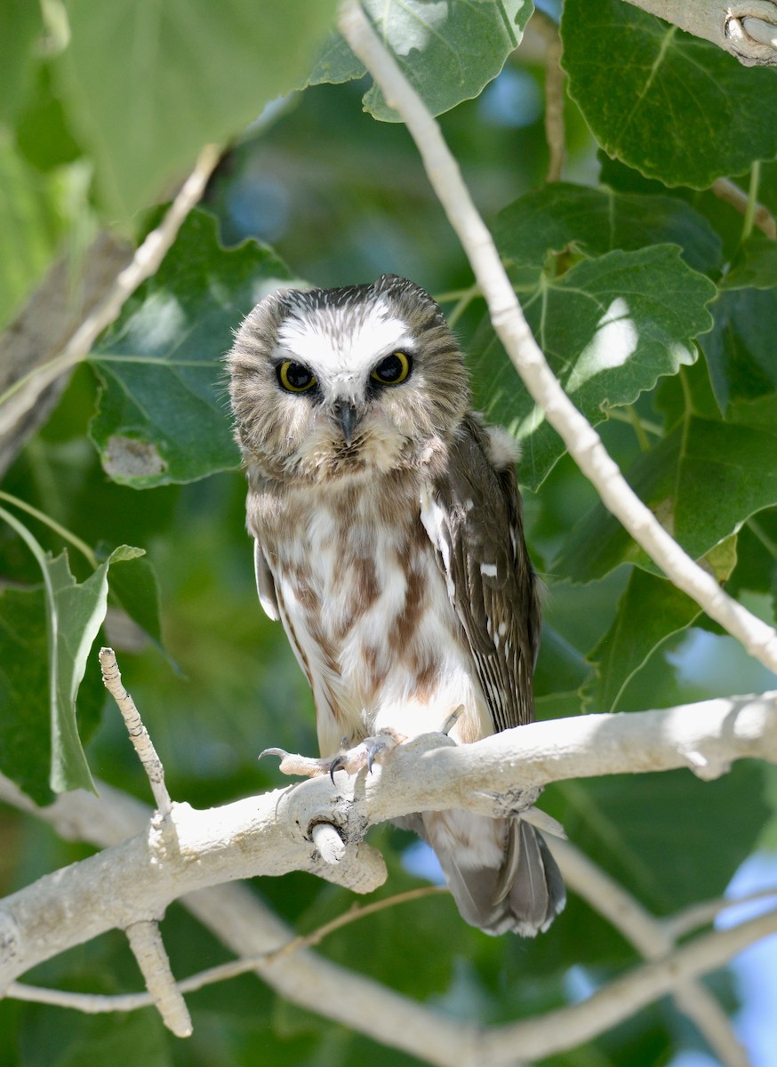 Northern Saw-whet Owl - ML641943347