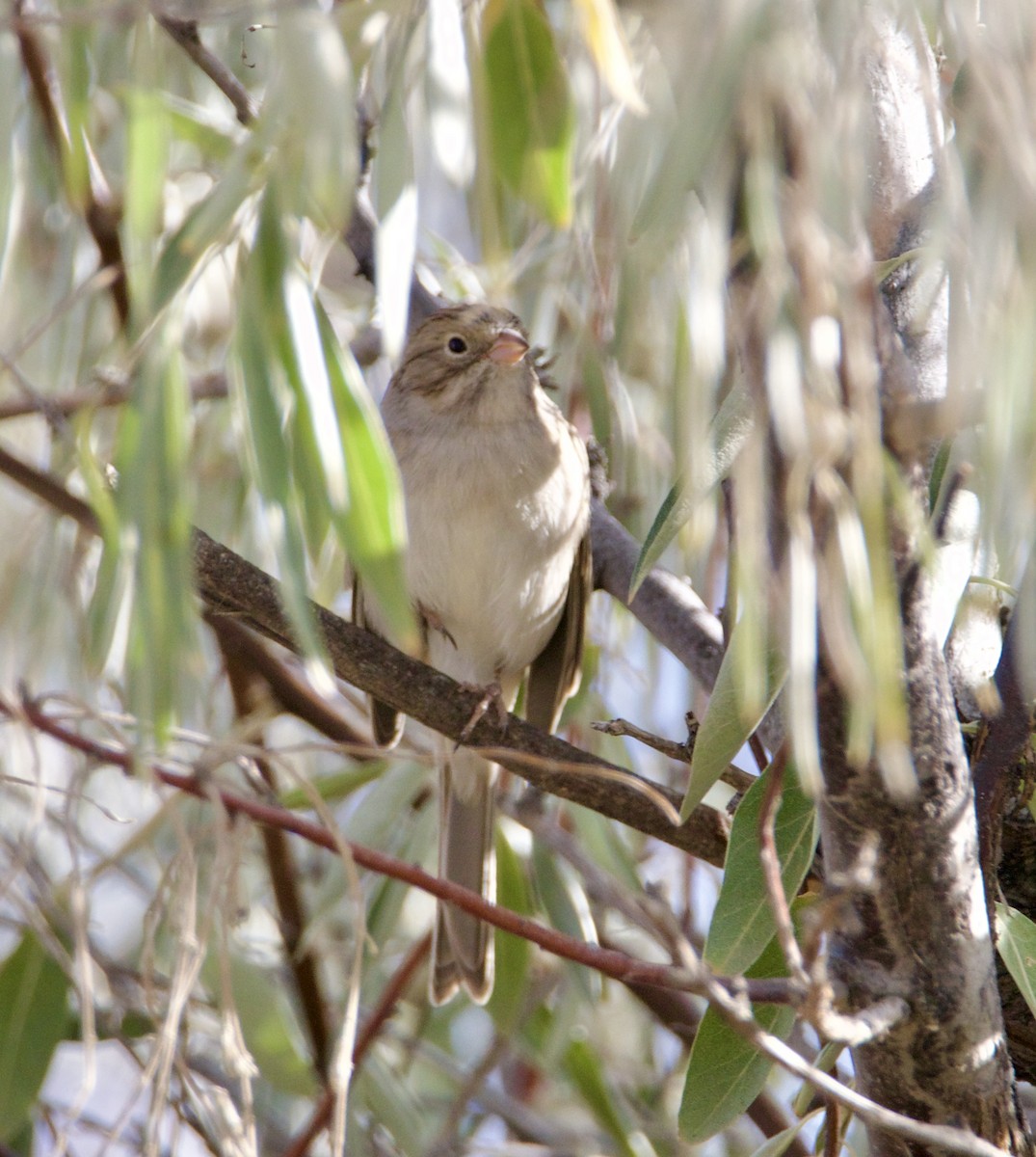 Brewer's Sparrow - ML641943350