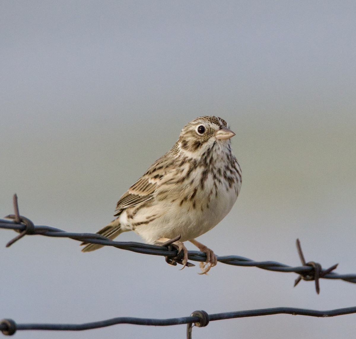 Vesper Sparrow - ML641943353