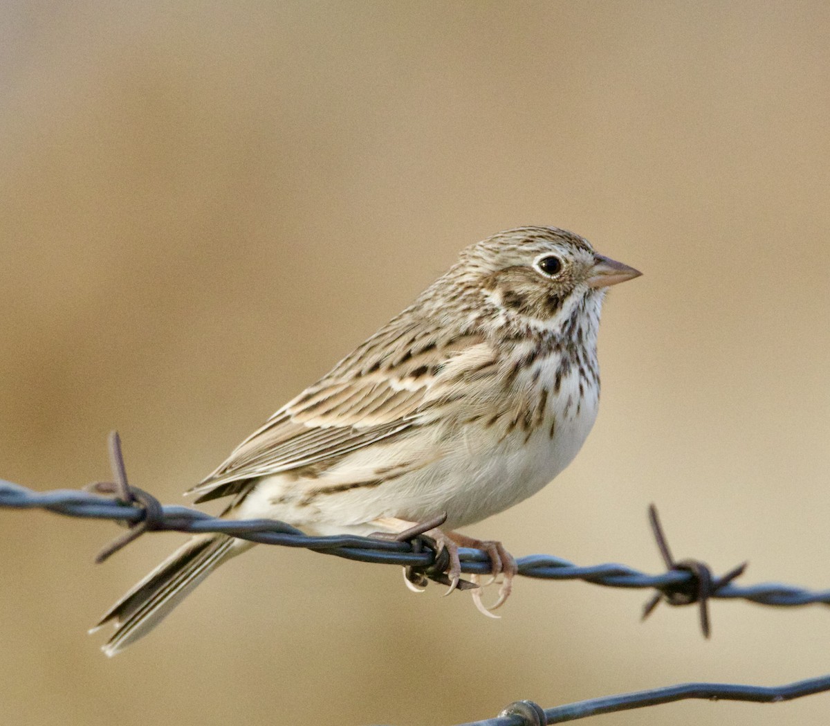 Vesper Sparrow - ML641943355
