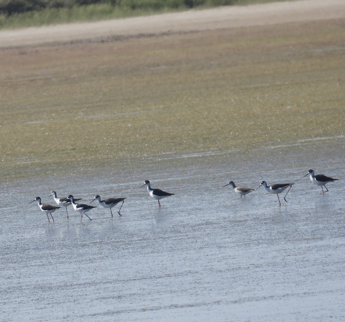 Black-necked Stilt - ML641943356