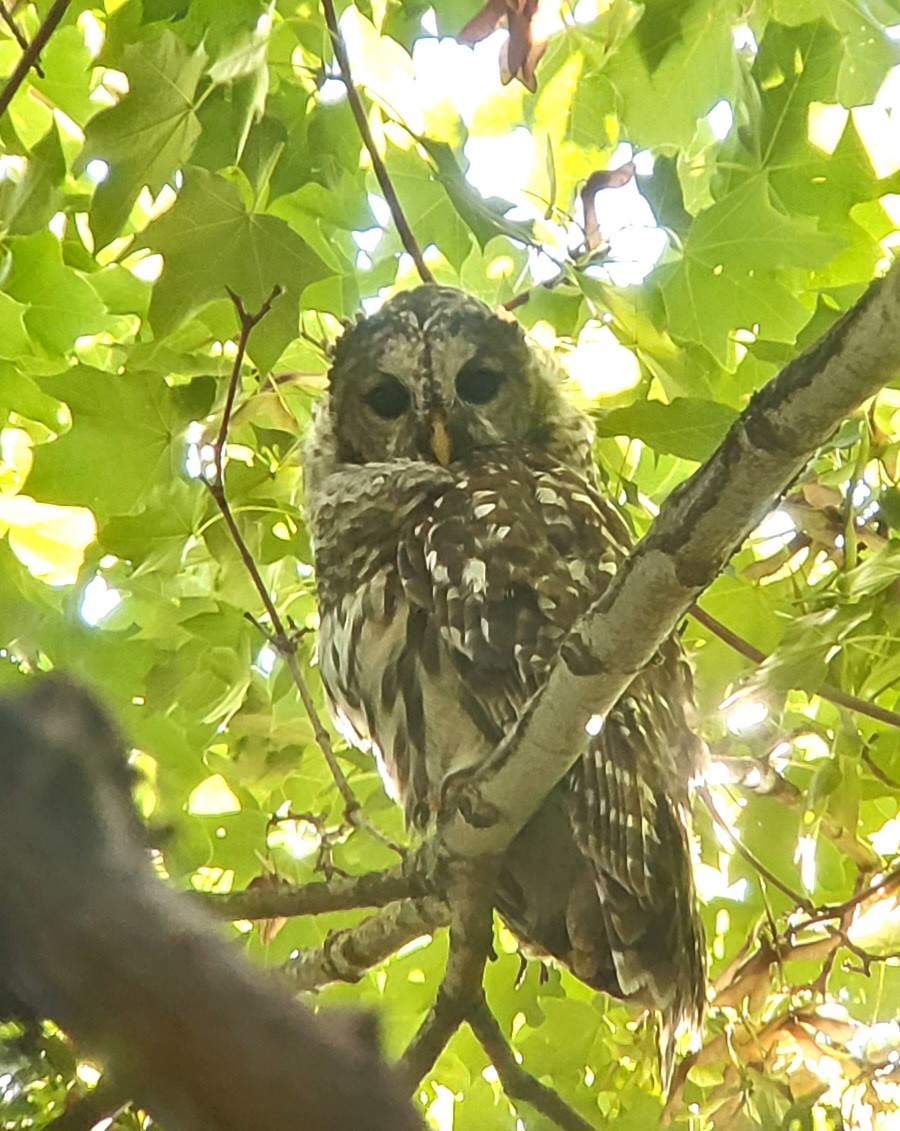 Barred Owl - ML641943361