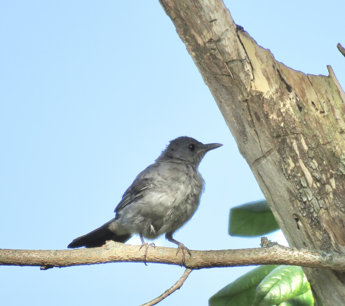 Gray Catbird - ML641943366
