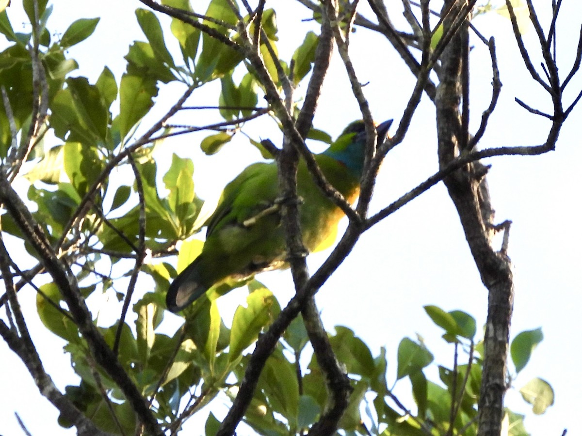 Barbudo Coronigualdo - ML641943370