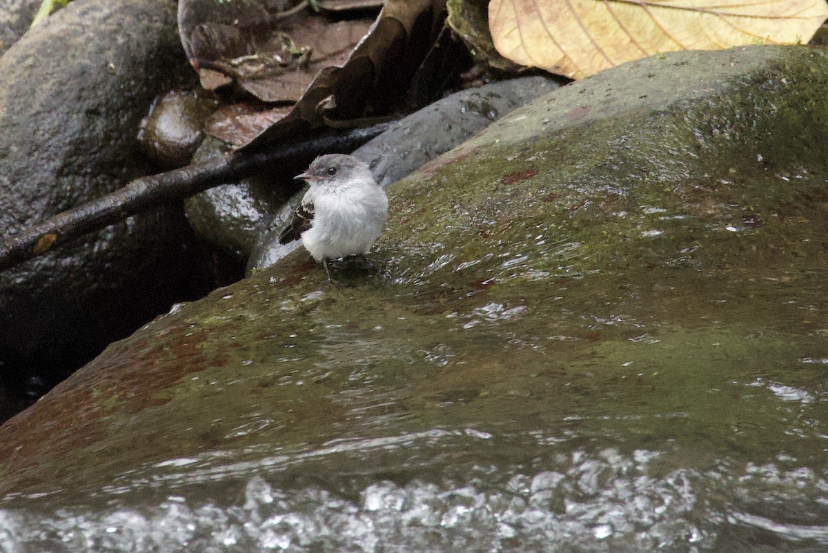 Torrent Tyrannulet - ML641943371