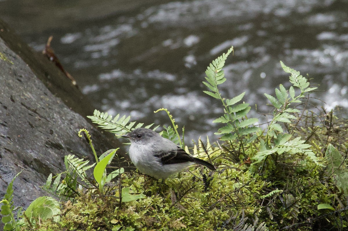 Torrent Tyrannulet - ML641943372