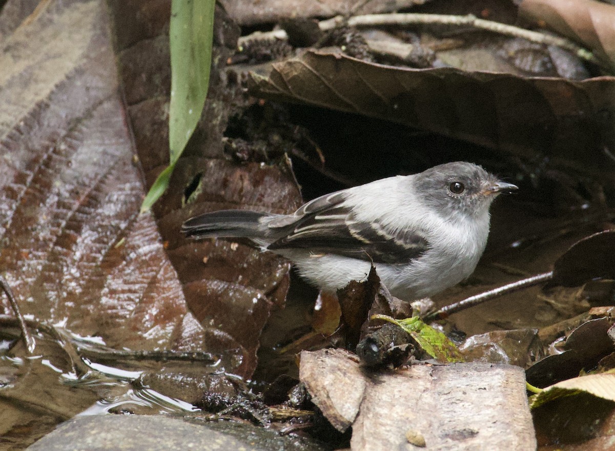 Torrent Tyrannulet - ML641943373