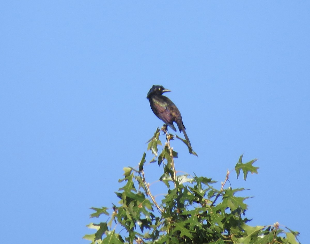 Common Grackle - ML641943374