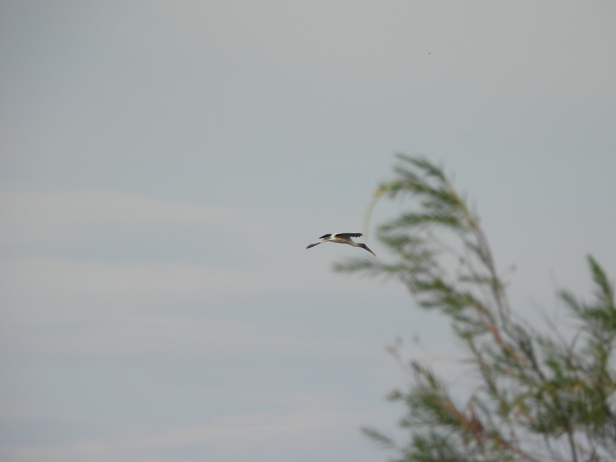 nesyt americký - ML641943376