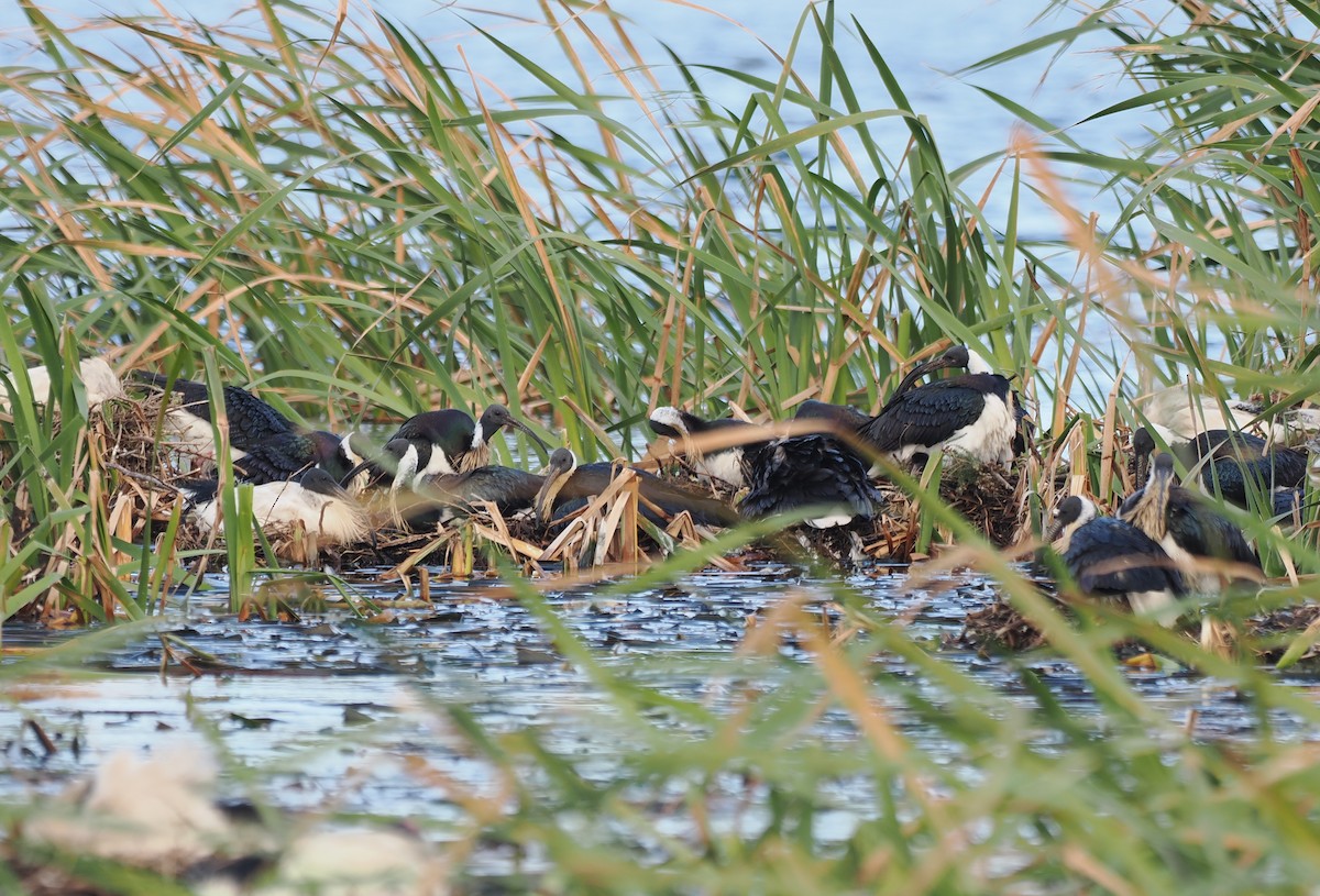 Straw-necked Ibis - ML641943380