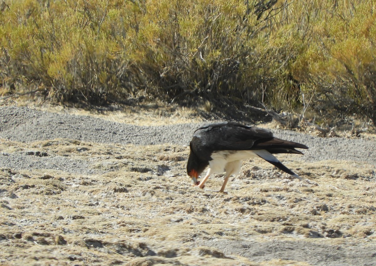Mountain Caracara - ML641943388