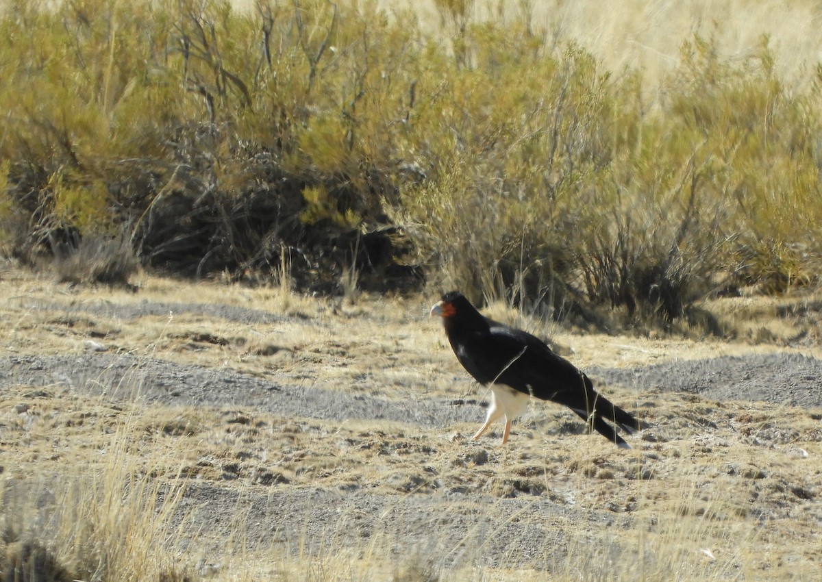 Mountain Caracara - ML641943389