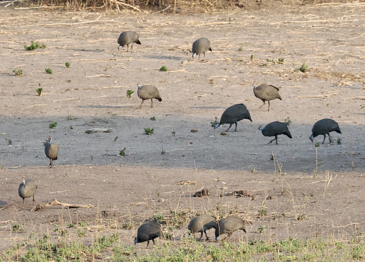 Helmeted Guineafowl - ML641943390
