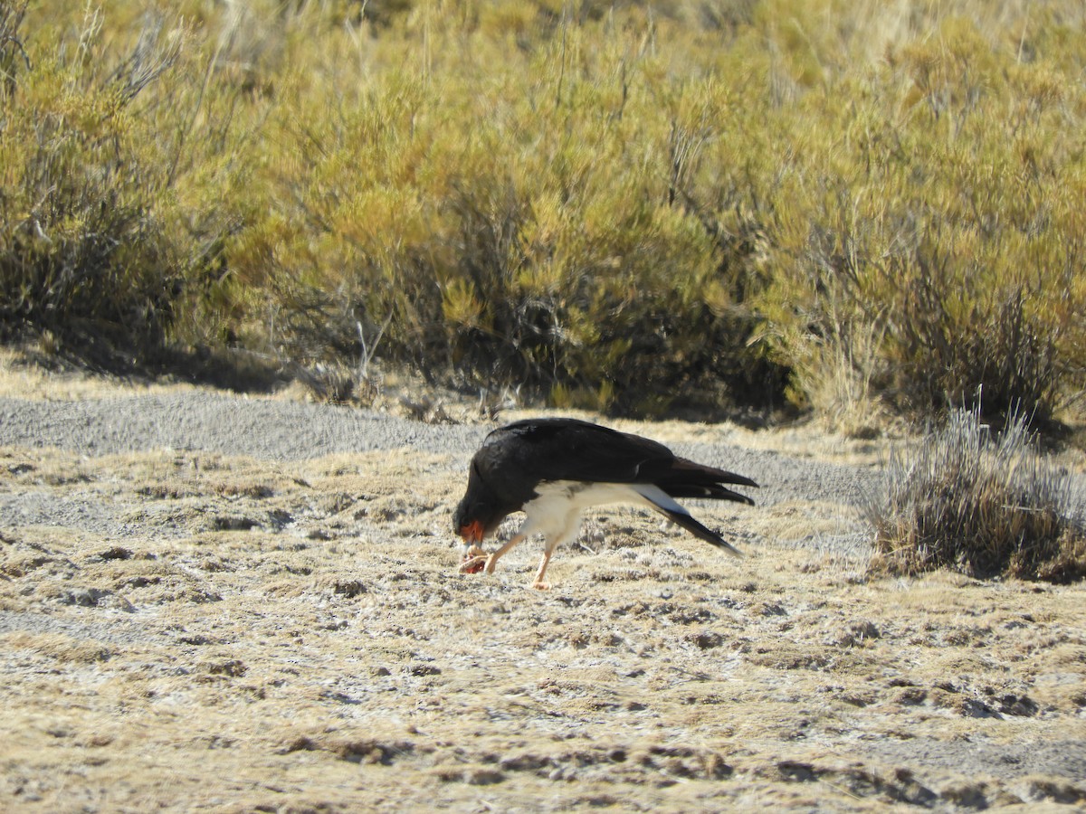 Mountain Caracara - ML641943391