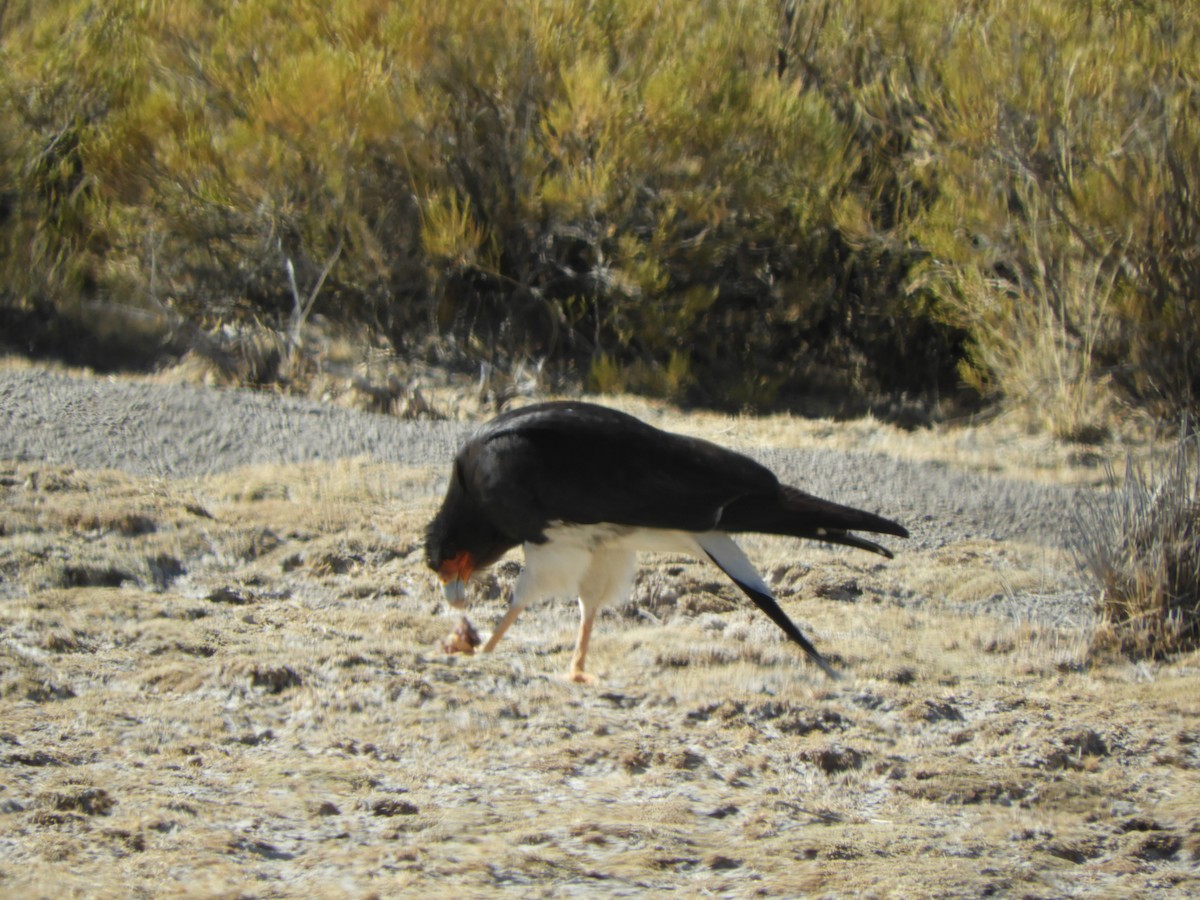 Mountain Caracara - ML641943392