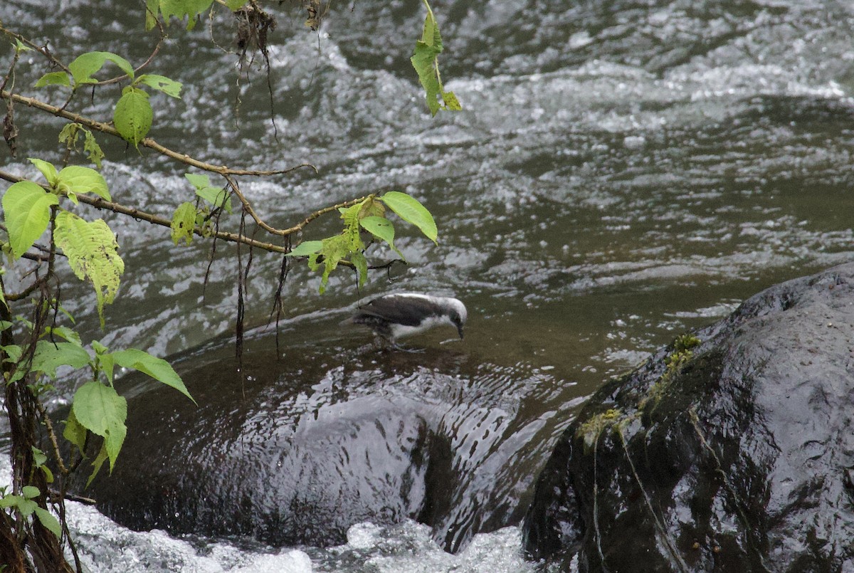 White-capped Dipper - ML641943394