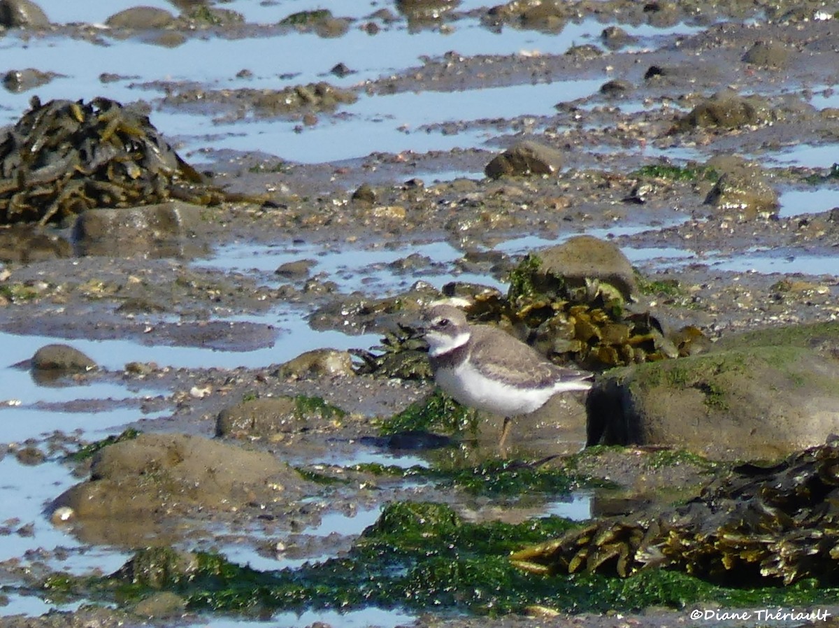 Semipalmated Plover - ML641943414