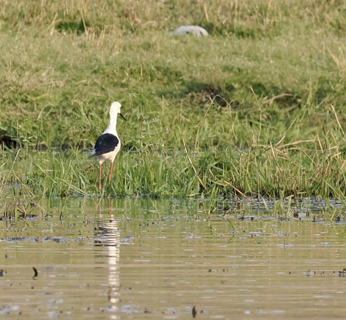Black-winged Stilt - ML641943421
