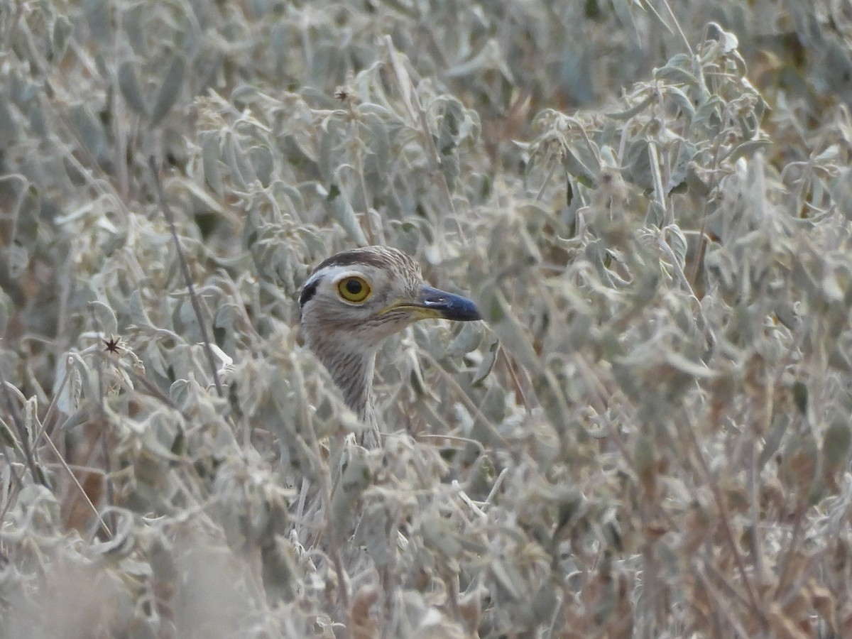 Double-striped Thick-knee - ML641943443