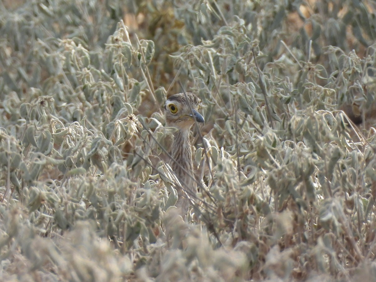 Double-striped Thick-knee - ML641943444