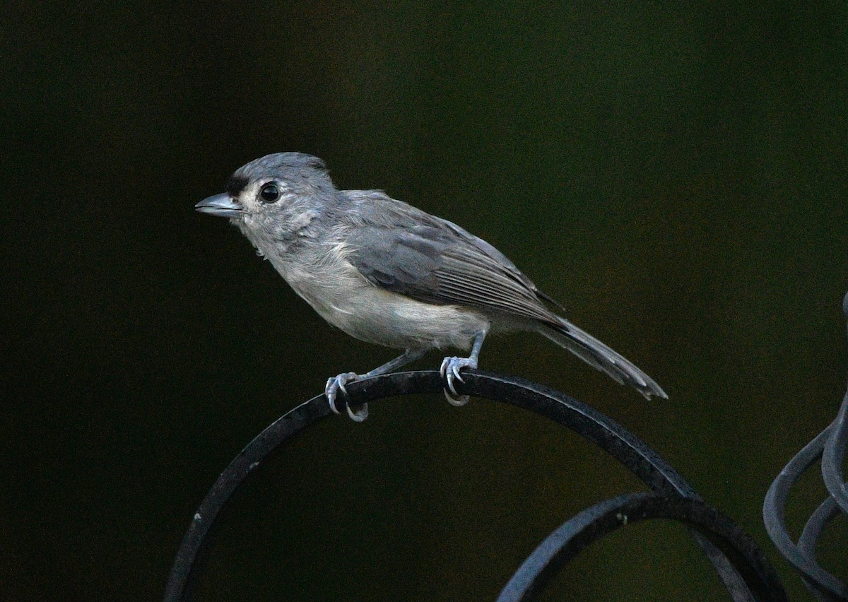 Tufted Titmouse - ML641943457