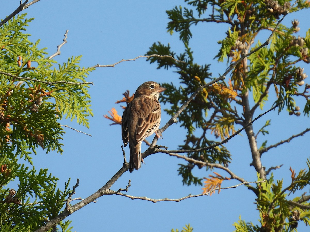 Vesper Sparrow - ML641943458
