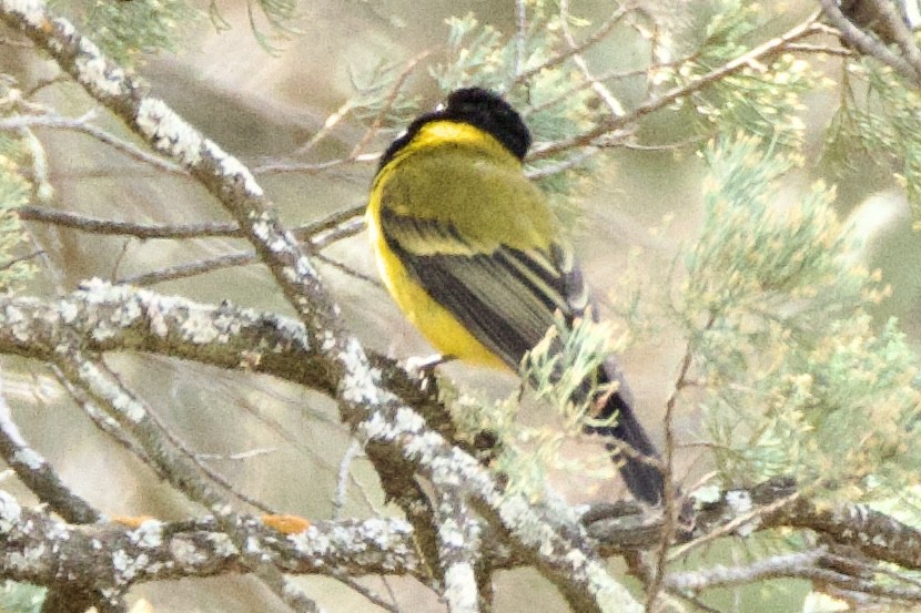 Golden Whistler (Eastern) - ML641943459