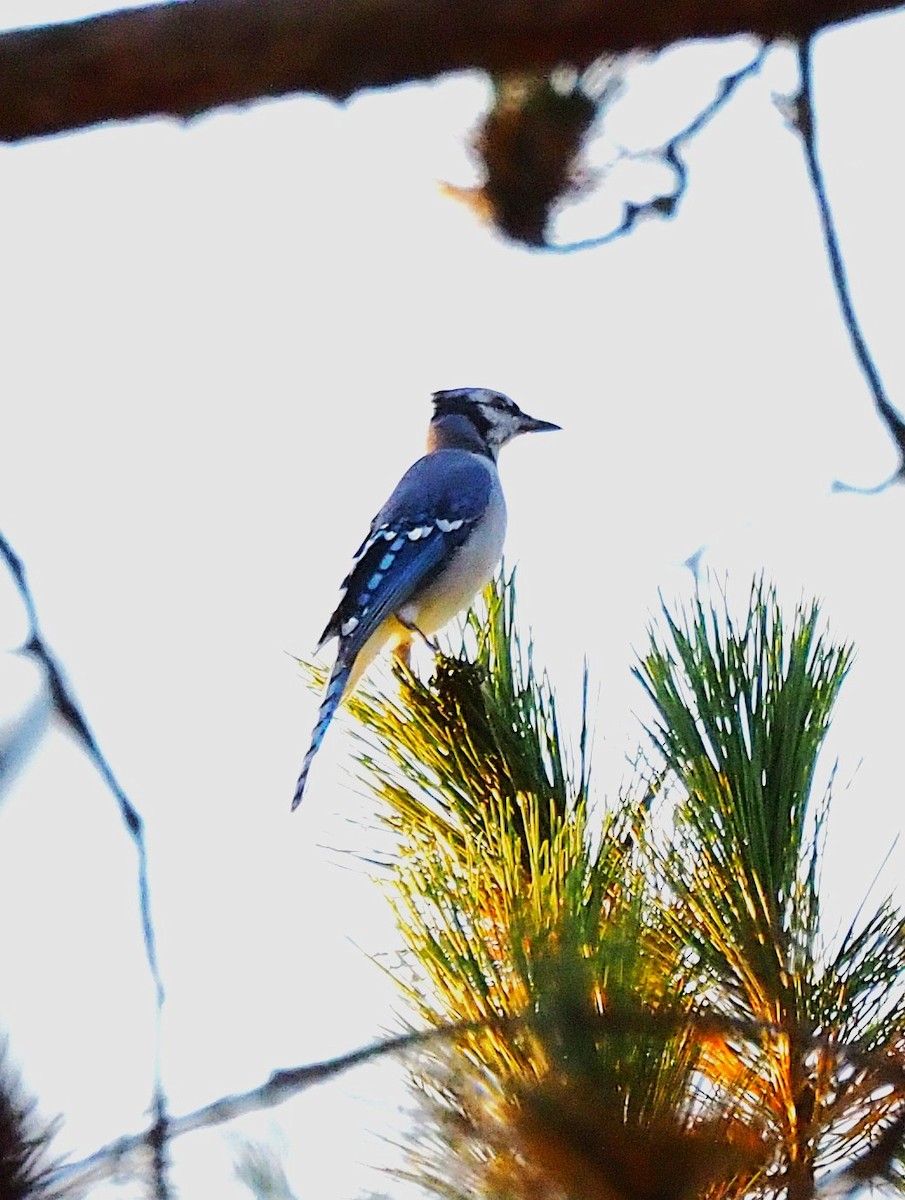 Blue Jay - ML641943464