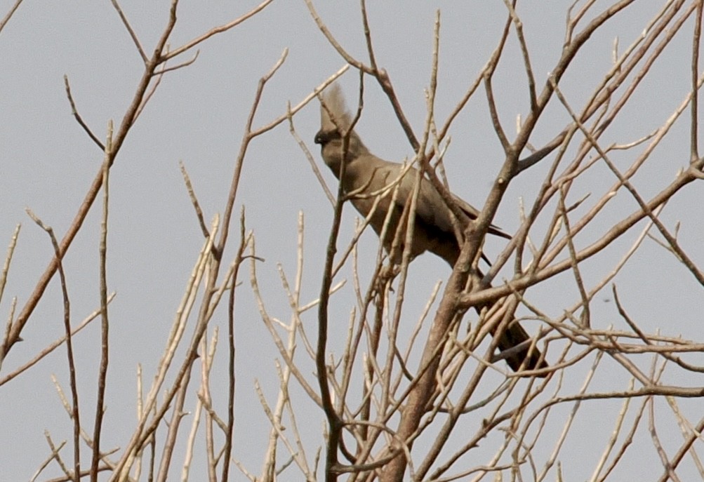 Gray Go-away-bird - ML641943467