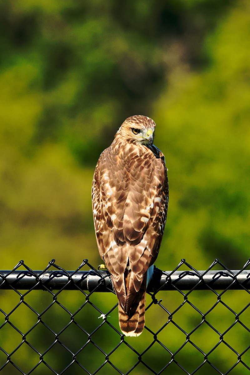 Red-tailed Hawk - ML641943488