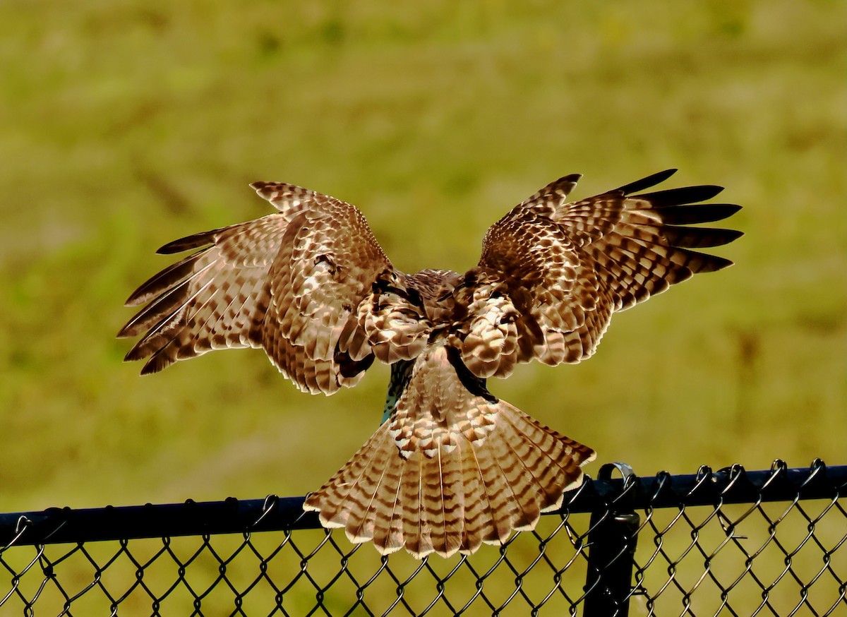 Red-tailed Hawk - ML641943492