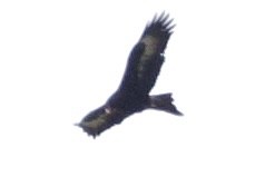 Aigle d'Australie - ML641943506