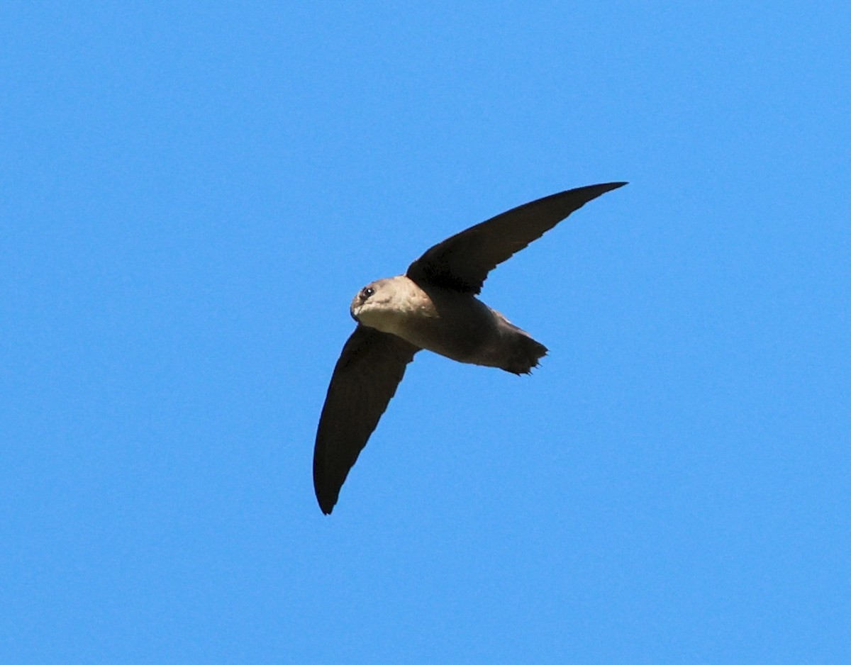Chimney Swift - ML641943510