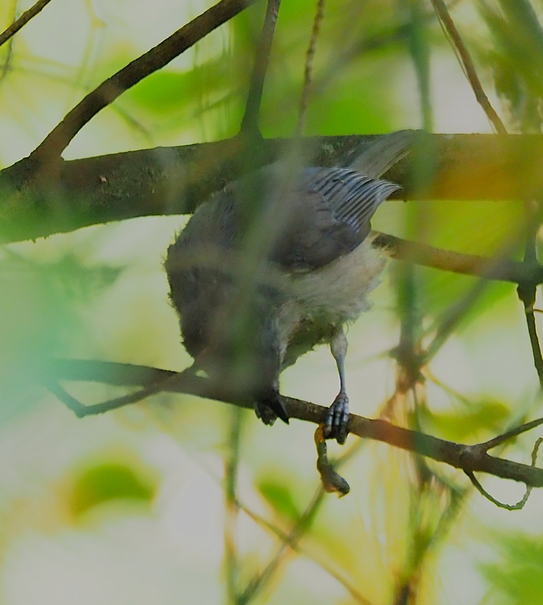 Tufted Titmouse - ML641943512