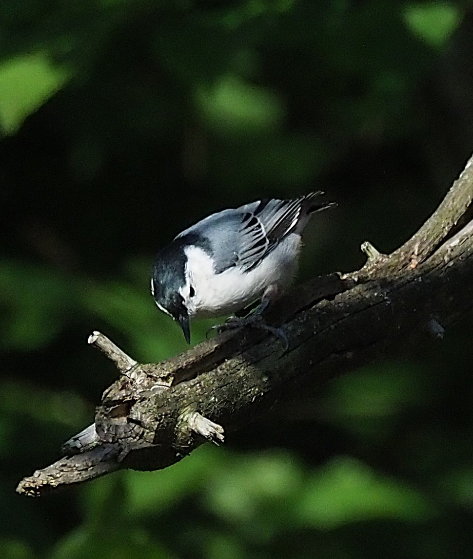 White-breasted Nuthatch - ML641943522
