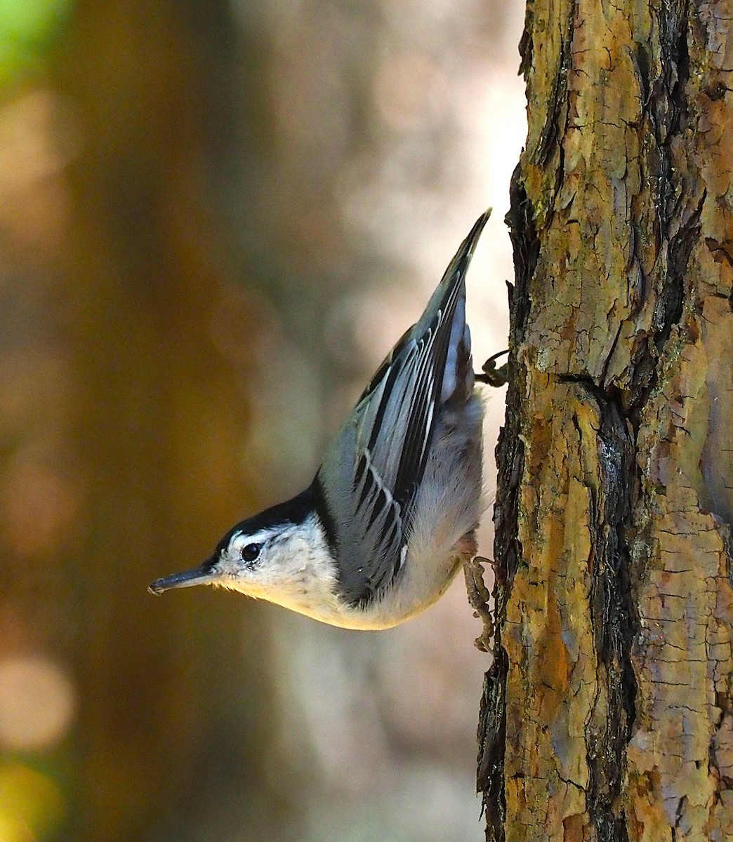 White-breasted Nuthatch - ML641943526