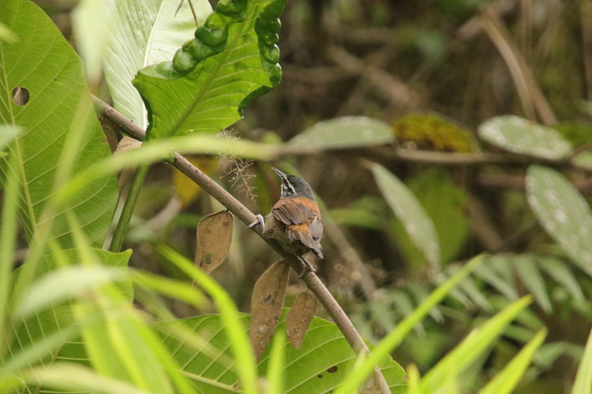 Whiskered Wren - ML641943530