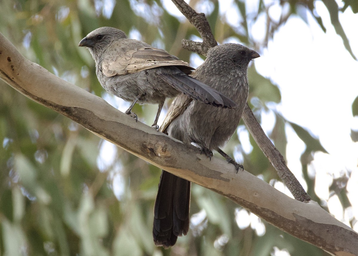 Apostlebird - ML641943551