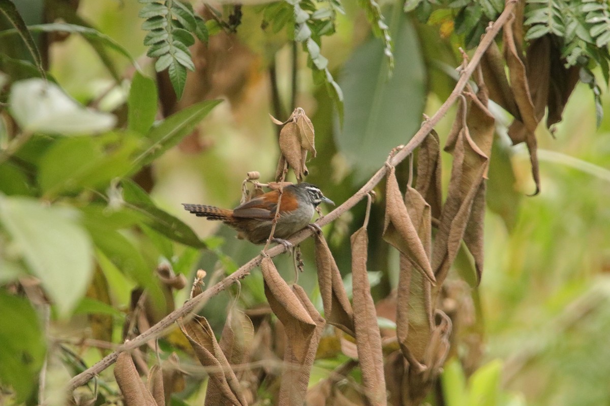 Whiskered Wren - ML641943554