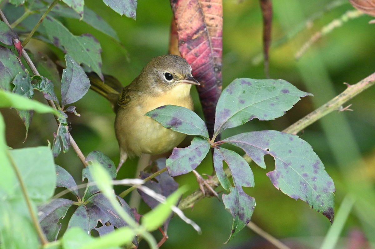 צהוב-גרון - ML641943555