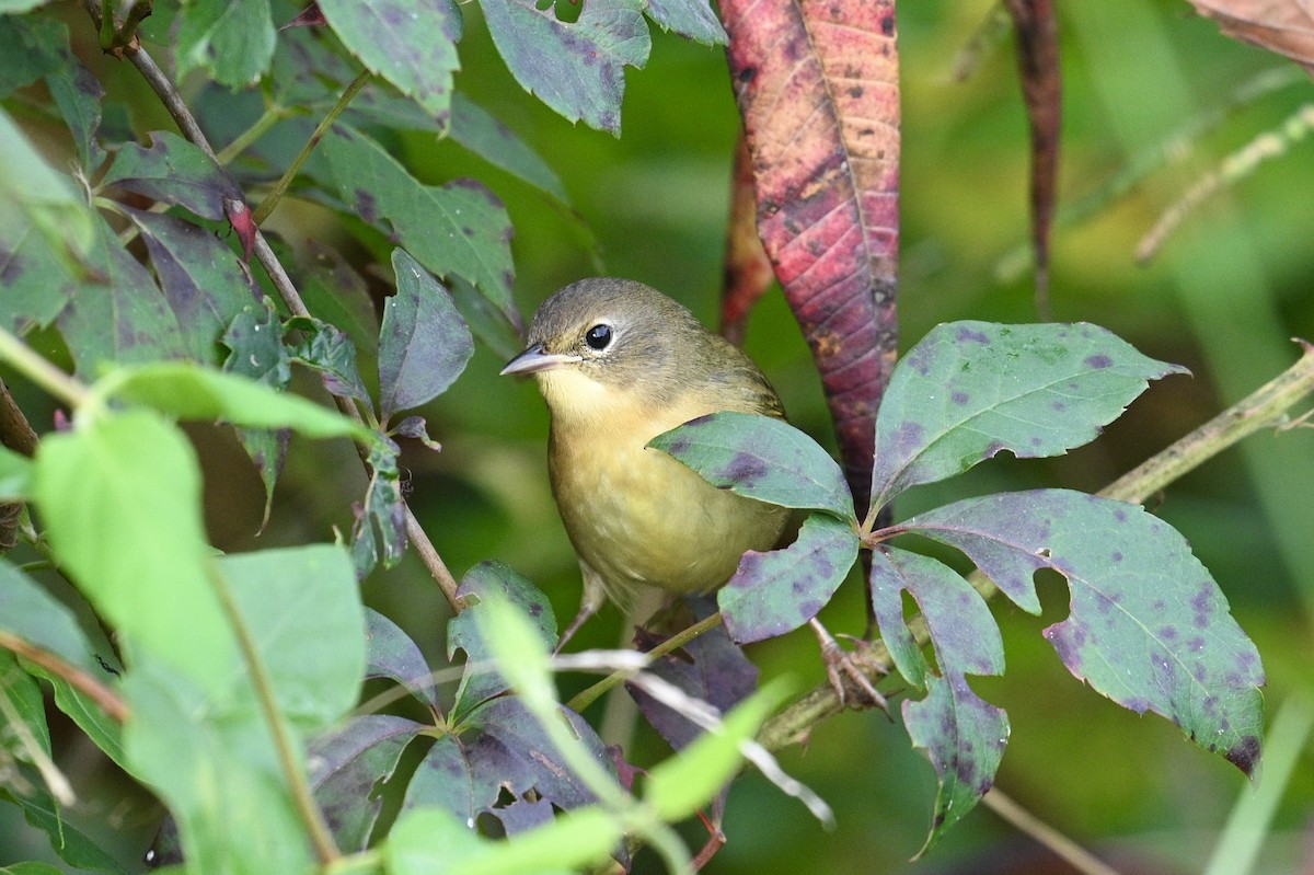 צהוב-גרון - ML641943556