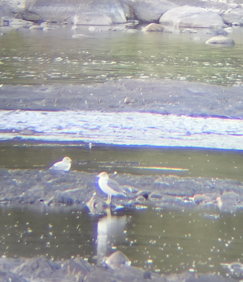 Black-tailed Gull - ML641943557