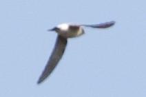 Tree Martin - ML641943559